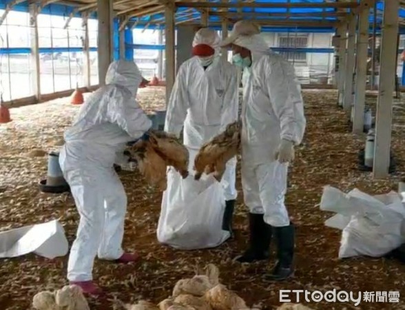 ▲彰化土雞場雞隻感染H5N2禽流感（圖／彰化動物防疫所提供）