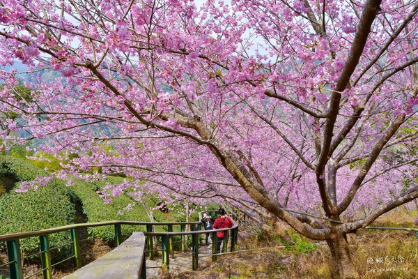 ▲南投竹山 軟鞍八卦茶園（圖／攝影師《飛翔在天際》授權提供，請勿隨意翻拍，以免侵權，下同。）