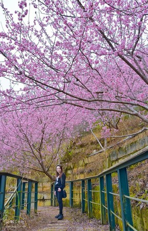 ▲南投竹山 軟鞍八卦茶園（圖／攝影師《飛翔在天際》授權提供，請勿隨意翻拍，以免侵權，下同。）