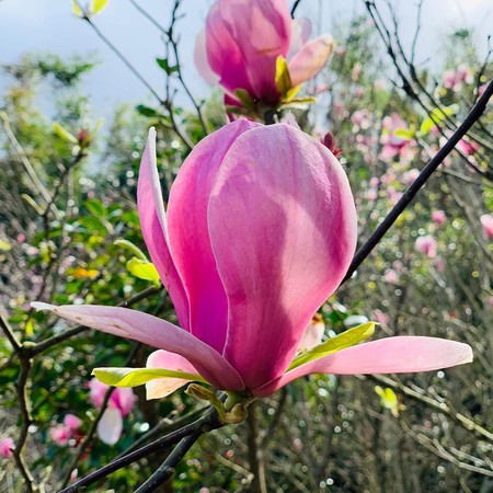 ▲2020淡水楓樹湖木蓮花。（圖／IG@johnson05188提供，請勿隨意翻拍，以免侵權。）