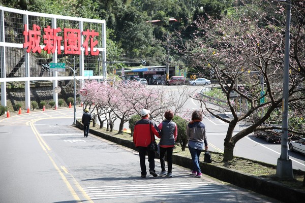 ▲花園新城入口處櫻花,屈尺公園櫻花。（圖／新北市景觀處提供）