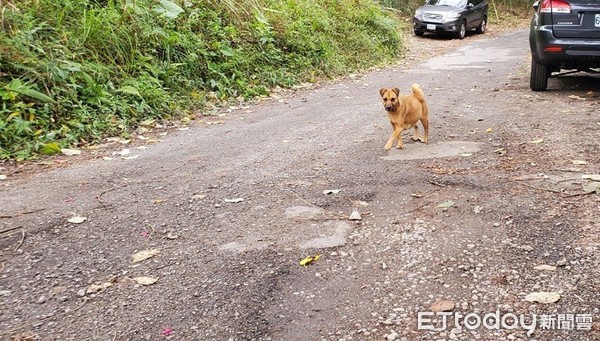 ▲母犬懷7寶流浪大雪山...培育者吊橋下救援！　5小時終卸貨迎暖歸屬。（圖／粉專「C2 稀次方澳洲牧羊犬」授權提供）