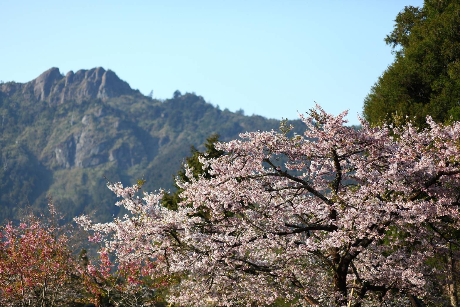 ▲▼阿里山花季開跑。（圖／公路總局提供）