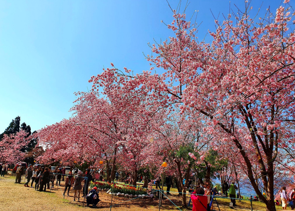 ▲櫻花。（圖／翻攝自《拉拉山 恩愛農場》臉書專頁。）