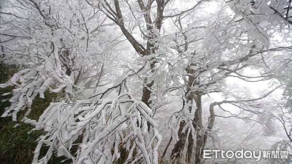 ▲▼太平山山毛櫸步道出現霧淞。（圖／羅東林管處提供）