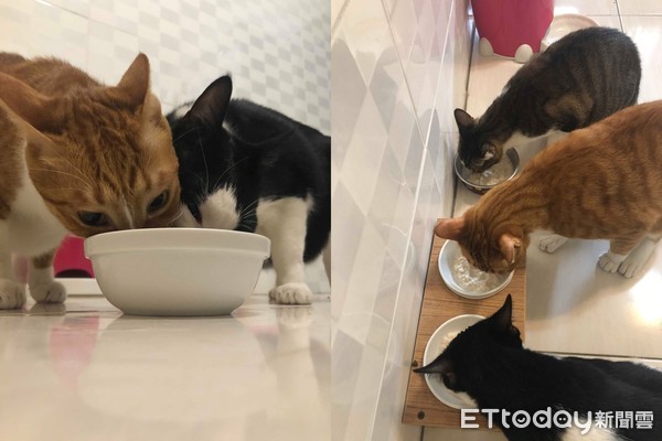 ▲飼料桶遭「鋼牙逆襲」！4貓蹦跳裝沒事　網笑：養到恐龍。（圖／飼主廖小姐提供）