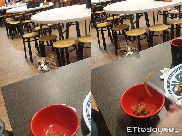 ▲小貓來回盯著食物和客人。
