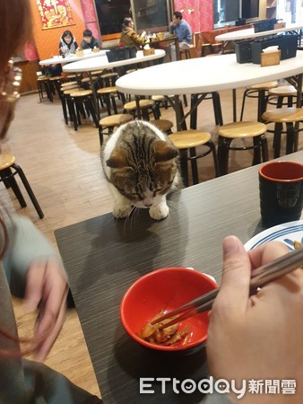 ▲店貓受不了誘惑爬上餐桌。