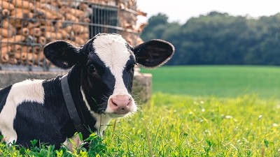 乳牛戴VR眼鏡「牛奶一天多產5公升」　酪農證實：牠們心情更愉悅