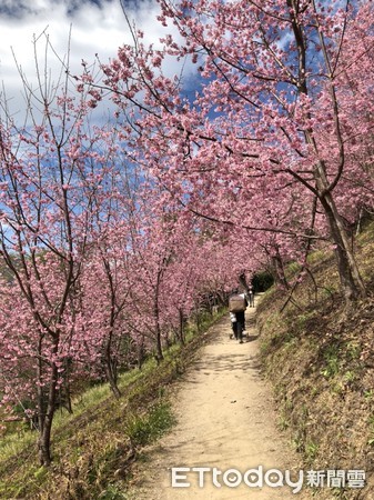 ▲▼司馬庫斯櫻花。（圖／五福旅遊提供）