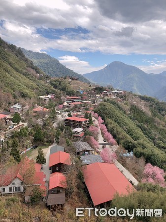 ▲▼司馬庫斯櫻花。（圖／五福旅遊提供）