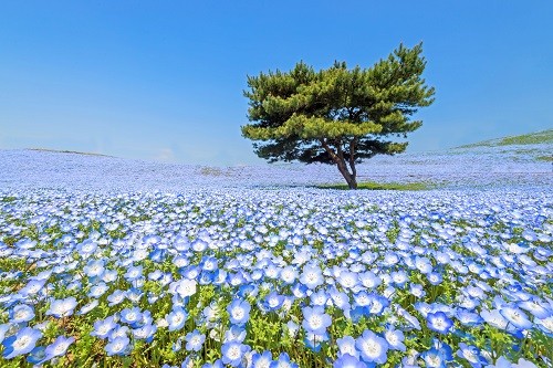 ▲最繽紛的日本！在東京近郊茨城賞花海、打小白球▼             。（圖／七逗旅遊網提供）