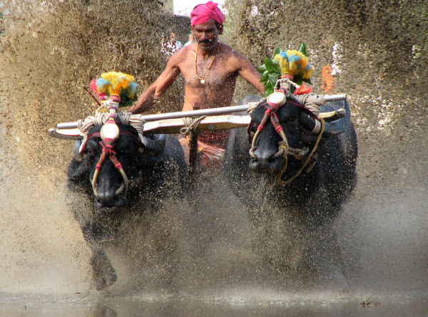 ▲▼ 坎巴拉水牛比賽是印度卡納塔克邦當地的年度慶祝活動。（圖／維基百科）