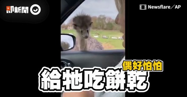 ▲鴕鳥「半路攔車」搶餅乾！車主喊：我沒了...下秒被啄衣服報復。（圖／翻攝自即新聞）