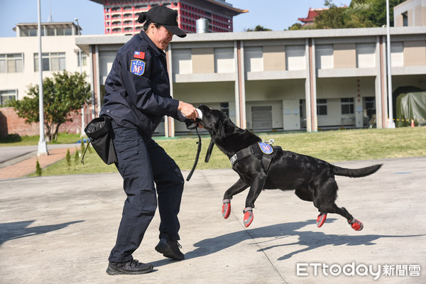 ▲士林憲兵隊緝毒犬組動態展示。（圖／記者林敬旻攝）