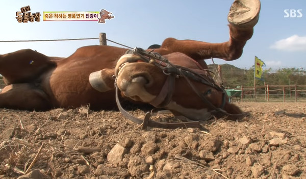 ▲▼裝上馬鞍就裝死！　南韓軟爛馬拒載客完美詮釋「不想上班」。（圖／翻攝自YouTube／SBS Story）