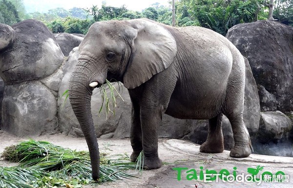 ▲陸地最高動物「長頸鹿」睡眠時間少！河馬「漂浮睡」5分換氣一次。（圖／臺北市立動物園提供）