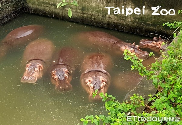 陸地最高動物 長頸鹿 睡眠時間少 河馬 漂浮睡 5分換一次氣 Ettoday寵物雲 Ettoday新聞雲