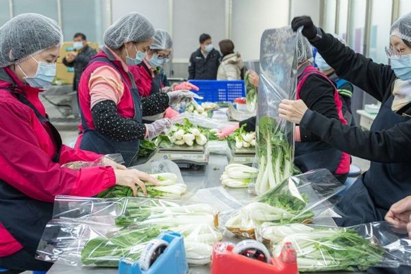 ▲鄭文燦視察有機蔬菜箱包裝作業。（圖／市府提供）