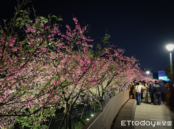 ▲2020東湖樂活夜櫻季2/19寒櫻花況。（圖／記者彭懷玉攝）