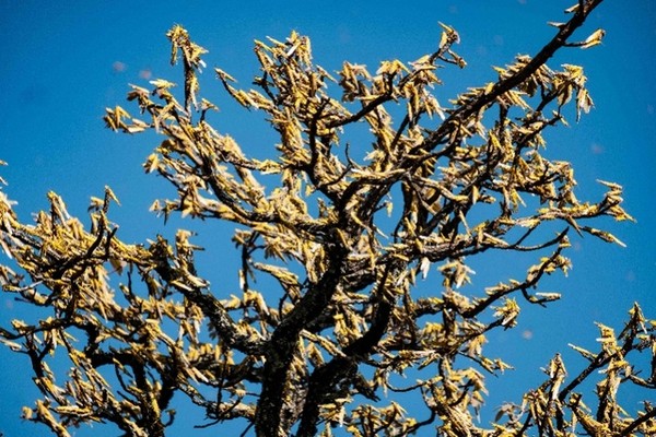 ▲新華社發表的照片：烏干達奧圖凱一棵非洲酪脂樹上停滿了蝗蟲。（圖／新華社)