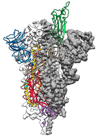 ▼棘蛋白（Spike Protein）3D原子尺度圖（圖／路透）