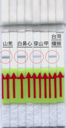 ▲快篩試紙成功研發，非法野生動物肉品販售將無所遁形。（圖／林務局提供）