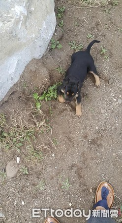 ▲奶汪「頭卡飼料空罐」一整晚　愛媽心疼：還好昨晚沒下雨。（圖／林小慧提供，下同）