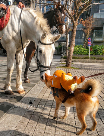 ▲▼柴男孩巧遇馬匹確認眼神後獻吻。（圖／有點毛毛的／粉專「柴犬柚子⊙ω⊙柚柚切嗑鬧」提供）