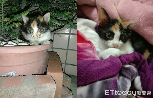 肺炎奶喵除夕獲救!變身「自帶眼妝」美貓網讚:浴火重生 ETtoday寵物