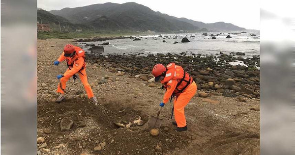 海巡人員昨日發現有許多保育類海龜遺體，待研究人員解剖之後就地掩埋。（圖／報系資料照）