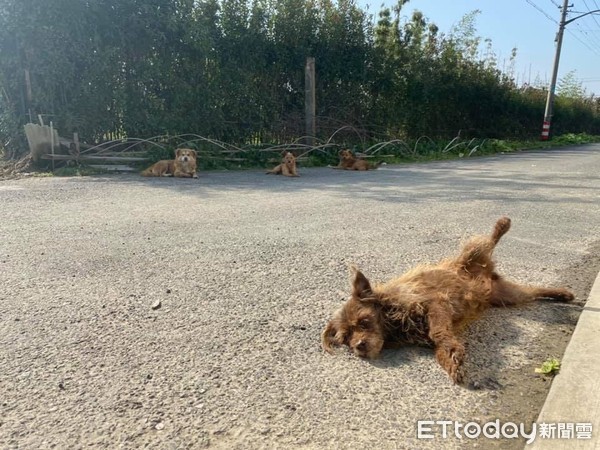 經過農村被狗追，他繳保護費脫身。（圖／網友徐致鈞提供，請勿隨意翻拍，以免侵權。）