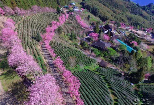 ▲新竹五峰山上人家森林農場。（圖／攝影師《飛翔在天際》提供，請勿隨意翻拍，以免侵權。）