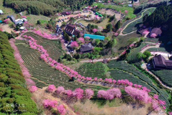 ▲新竹五峰山上人家森林農場。（圖／攝影師《飛翔在天際》提供，請勿隨意翻拍，以免侵權。）