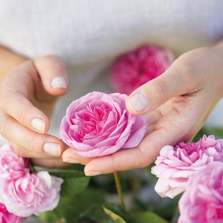 ▲▼Jurlique推免費「玫瑰護手療程」。（圖／品牌提供）