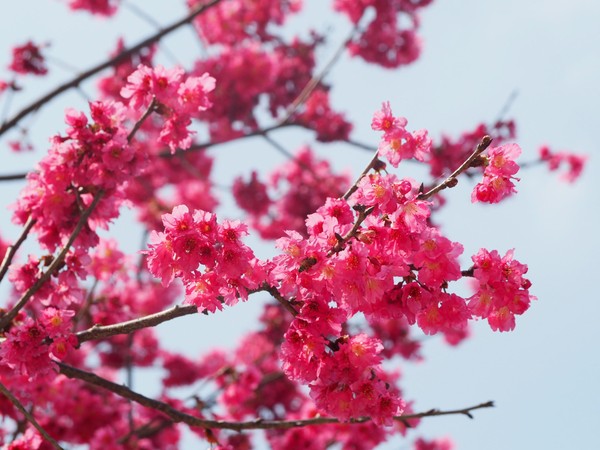 ▲翠墨莊園。（圖／翠墨莊園提供）