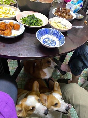 ▲▼餐桌下有3條大吐司等掉菜。（圖／有點毛毛的／網友孫秀瑛提供）