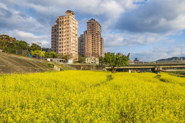 ▲道南右岸河濱公園萬壽橋旁油菜花。（圖／臺北市政府工務局水利工程處提供）