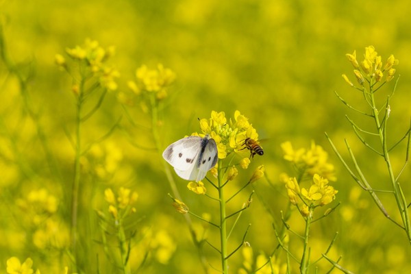 ▲道南右岸河濱公園萬壽橋旁油菜花。（圖／臺北市政府工務局水利工程處提供）