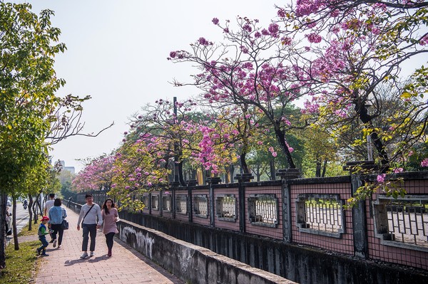 ▲嘉義市花景洋紅風鈴木現正盛開，黃花風鈴木準備接棒。（圖／嘉義市政府提供）