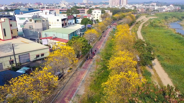 ▲嘉義市花景洋紅風鈴木現正盛開，黃花風鈴木準備接棒。（圖／嘉義市政府提供）