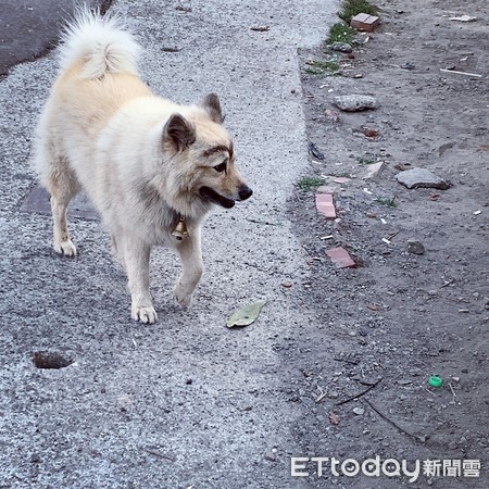 鈴鐺汪街上閒晃，兩津濃眉超搶戲。（圖／網友‎吳妍蓁提供，請勿隨意翻拍，以免侵權。）