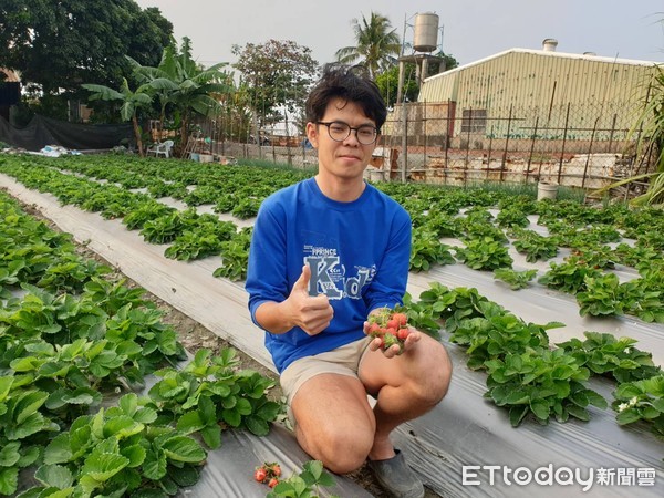 ▲屏東縣萬丹鄉農友許家豪，原是水產食品科系畢業，不想讓家人插手，種植近一分地的草莓            。（圖／記者陳崑福翻攝）