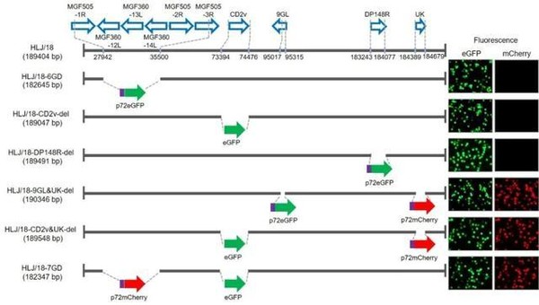 ▲▼ 非洲豬瘟病毒不同基因缺失候選疫苗的構建。（圖／取自中國農業科學院哈爾濱獸醫研究所網站）