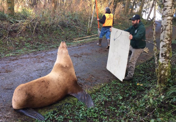 ▲▼海獅誤闖林地仰頭「懷疑獅生」　警察遊艇運3公里送牠回家。（圖／翻攝自Cowlitz County Sheriff`s Office臉書）