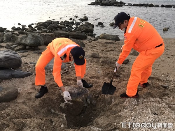 ▲海巡署南部分署第六岸巡隊在屏東縣車城鄉後灣沙灘發現一隻死亡海龜，就地掩埋              。（圖／記者陳崑福翻攝）