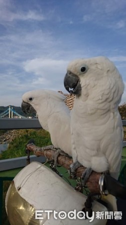 ▲天真弟見巴丹興奮喊：是白色鴿子耶！　飼主無奈妙回笑翻網友。（圖／飼主Gemini Huang提供）