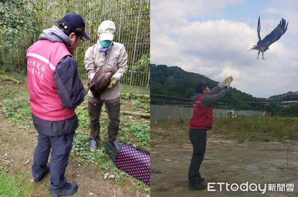 ▲▼大眼稀客「黑鳶」內出血幸運被司機救起　28日成功野放。（圖／新北市動保處提供）