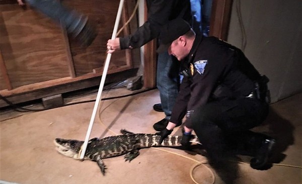 小鱷魚關地下室養25年　長成1.5公尺巨鱷主人嚇到報警！（圖／翻攝自翻攝自Facebook／Madison Township Police Department）