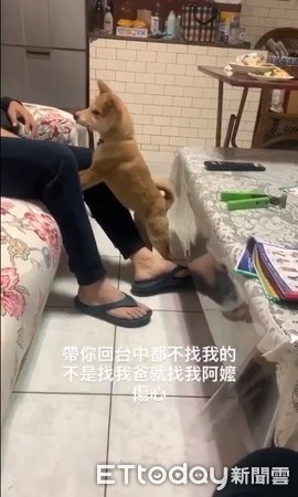 阿嬤嫌麻煩，變成寵柴狂魔。（圖／飼主大慶提供）